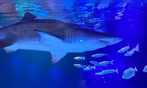 Aquário de praia catarinense realiza mergulho inédito com tubarões