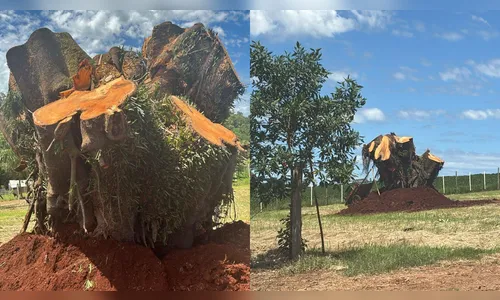 Moradora replanta árvore histórica que caiu em Apucarana