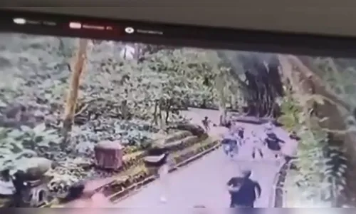 Árvore gigante cai e mata duas turistas; vídeo mostra queda