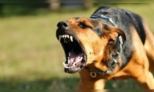 Homem tem braço dilacerado ao ser atacado por cachorro em Apucarana