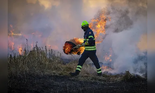 A biodiversidade na Amazônia esta cada vez mais pobre aponta estudos