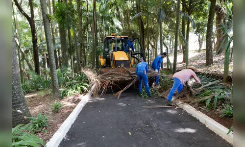 Bosque Municipal de Apucarana ficará fechado para receber melhorias