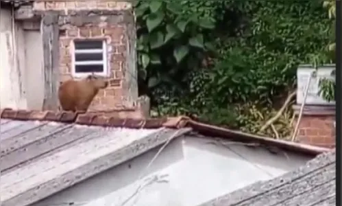 Capivara sobe em telhado de residência e mobiliza Corpo de Bombeiros