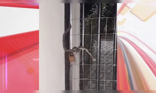 Morador do 'Afonso Camargo' encontra cobra jararaca em casa; vídeo