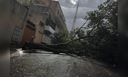 Temporal derruba árvores e provoca danos em Jandaia do Sul; veja