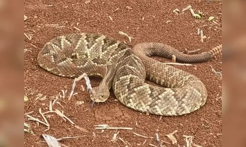 Cascavel assusta proprietário rural ao aparecer em chiqueiro de porcos