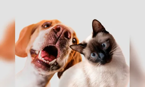 Viajar ou não com os pets? Veja opiniãi especialistas e confira dicas