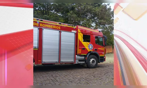 Criança e cães são atacados por abelhas em Apucarana; um animal morreu