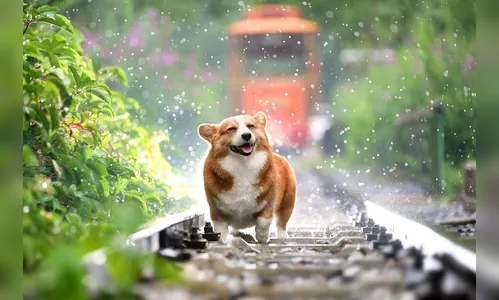 Cadastro Nacional de Animais está na etapa final de testes