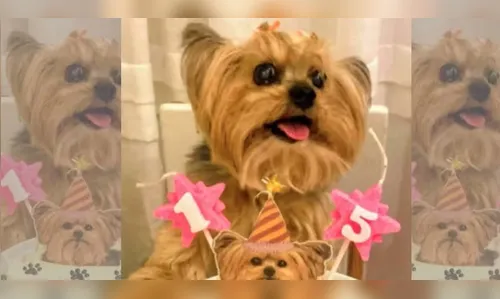 Família precisa sacrificar cachorra idosa após ferimento em tosa no PR