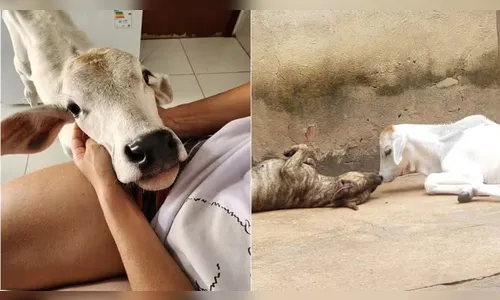 Advogada cria bezerro como pet após animal ser rejeitado pela mãe