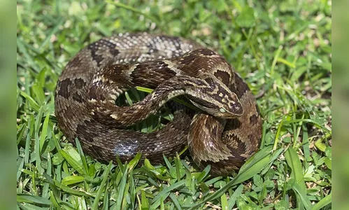 Saúde alerta para cuidados com animais peçonhentos durante o verão