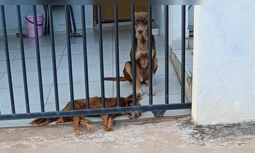 Moradora denuncia morte de cães por envenenamento em Cambira
