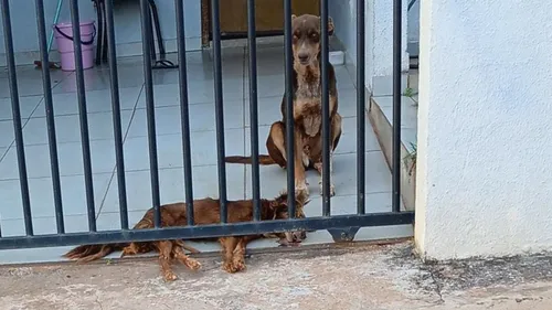 "Eu fico pensando como pode haver tanta maldade assim em um ser humano, que tira a vida de seres inocentes e cheios de amor como os nossos pets", denuncia a moradora