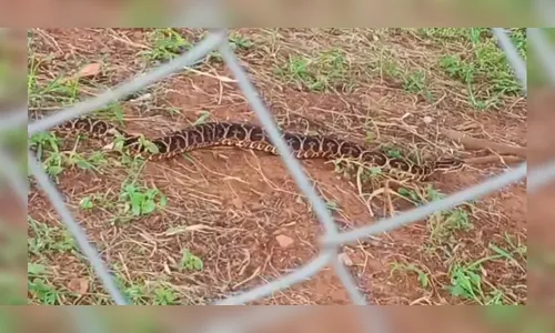 Morador flagra cobra peçonhenta em escola; bombeiros são acionados