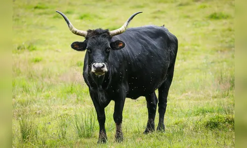Boi é morto para ter carne furtada em propriedade de Marilândia do Sul