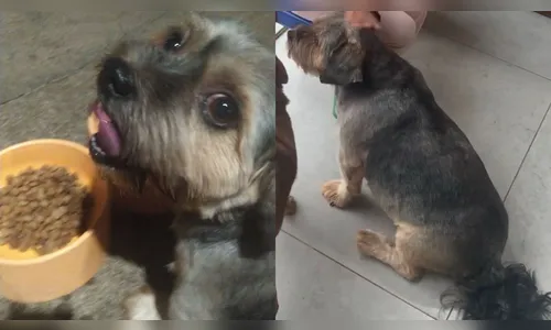 Veterinário procura cachorro desaparecido em Apucarana