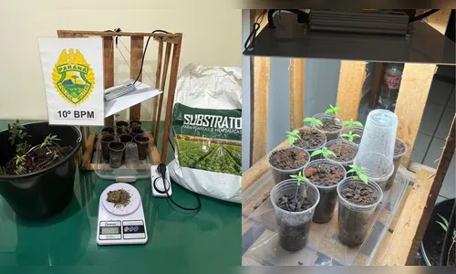PM descobre 'laboratório' de maconha após morador ser dado como morto