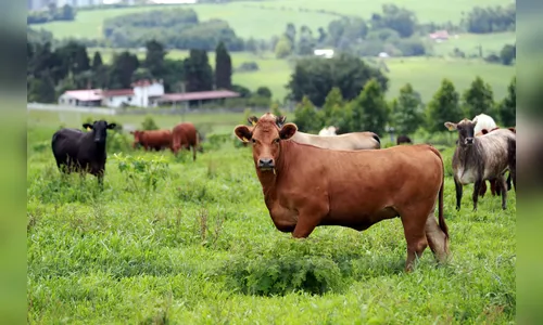 Plano de identificação de bovinos fortalece proteção do rebanho