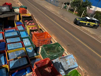 Maconha estava escondida em caixas de frutas e legumes