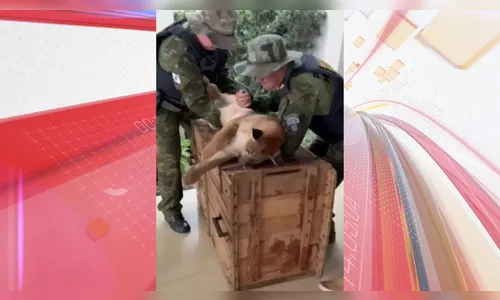 Onça parda invade condomínio residencial no PR e assusta moradores