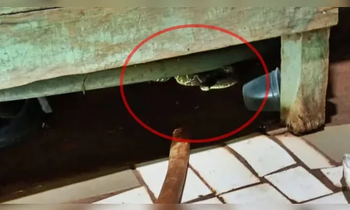 Morador de Cruzmaltina encontra cobra cascavel dentro de casa; vídeo