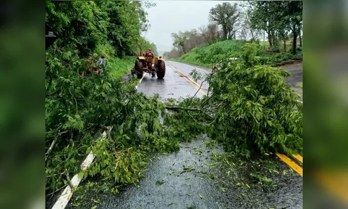 Galho de árvore cai sobre veículo em movimento na PR-170