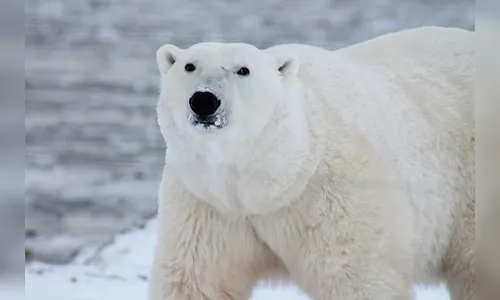 Homem defende esposa lutando com um urso polar no Canadá