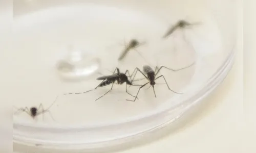 Boletim semanal da dengue confirma 378 novos casos no Paraná
