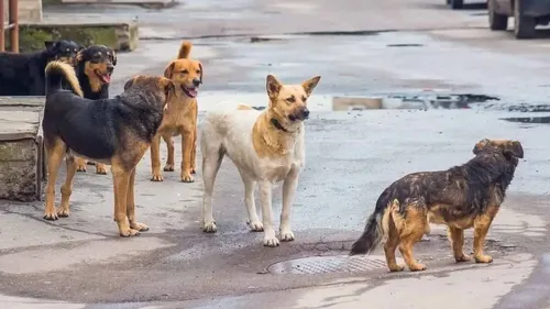 O cachorro invade o quintal do vizinho e mata suas galinhas