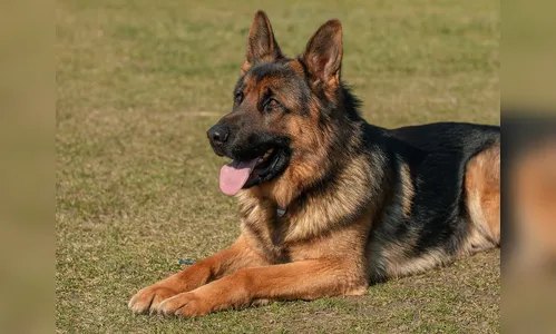 Cachorro da raça pastor alemão é furtado de residência em Arapongas