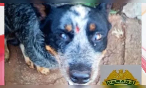 PR: tutor tenta matar cão a pauladas e justifica 