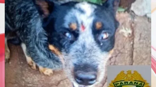 O cão foi encontrado com um ferimento na cabeça, causado pela agressão.