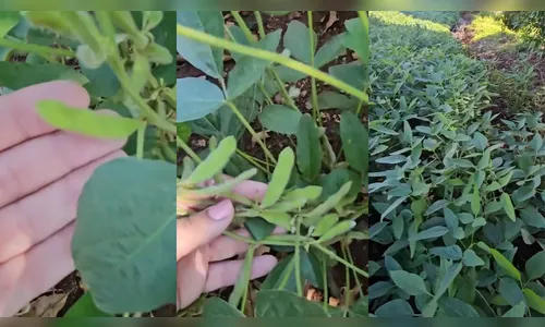 Mulher confunde plantação de soja com amendoim no PR e vídeo viraliza