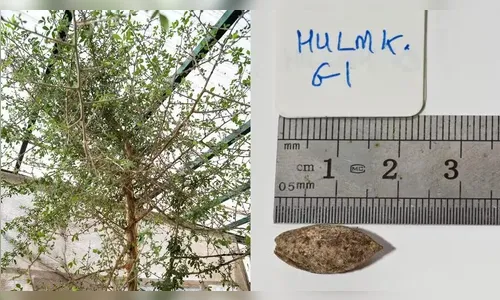 Árvore bíblica deixa extinção graças a semente de 1.000 anos