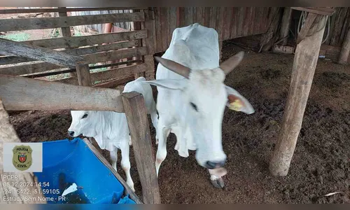 PCPR recupera gado furtado em operação em Jardim Alegre