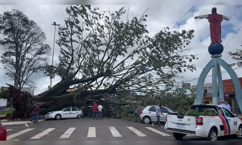 Árvore em frente ao Cemitério Cristo Rei cai sobre carros em Apucarana