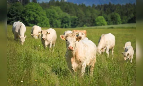 Carne apresentou aumento de preços de 15,43% em 2024