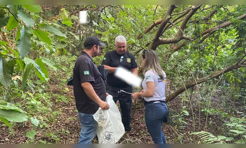 Homem vai pegar limões e encontra ossada humana em Mandaguari