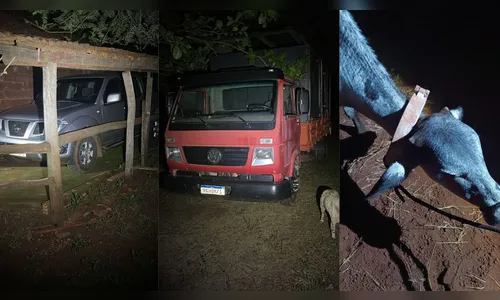 Patrulha Rural de Apucarana prende quadrilha de furto de gado; veja