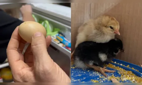 Morador de Maringá é surpreendido com ovos chocando na geladeira; veja
