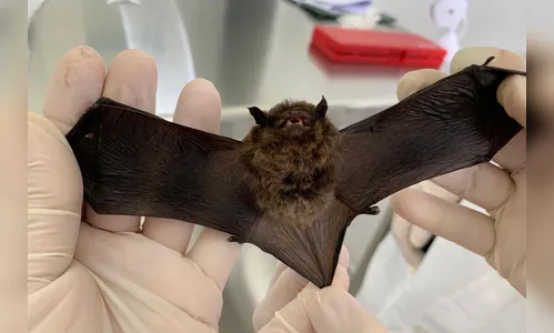 Saúde alerta para cuidados com morcegos e prevenção contra a raiva