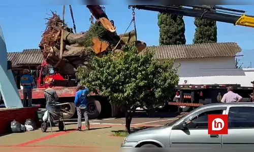 Prefeitura remove tronco de árvore que caiu em frente a cemitério