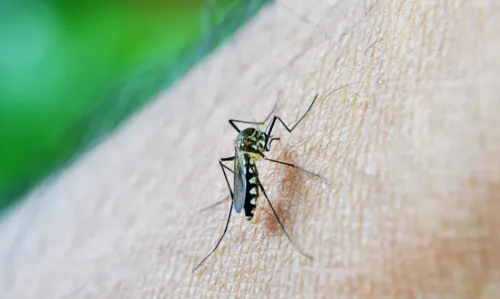 O coeficiente de incidência da dengue, até o dia 28 de dezembro, era de 3.193,5 casos para cada 100 mil habitantes.