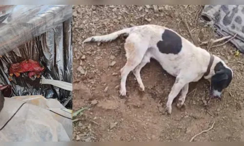 Moradores do Pirapó denunciam envenenamento de cachorros em Apucarana