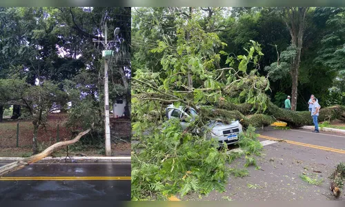 Após acidentes, Prefeitura promete cortar árvores condenadas no Jaboti