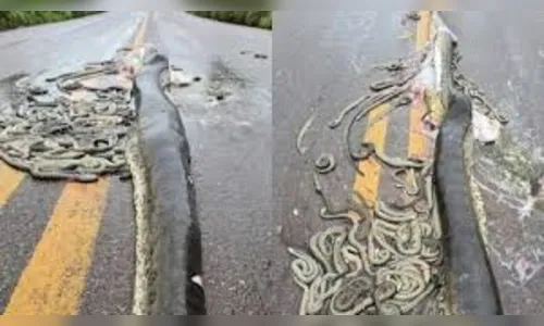 Sucuri é atropelada e espalha mais de 40 filhotes pela rodovia; vídeo