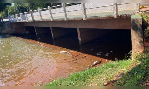 Meio Ambiente explica morte de peixes no Lago Jaboti em Apucarana