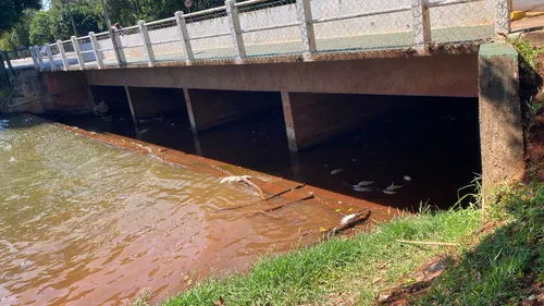 Tilapia é a espécie afetada, segundo superintendente