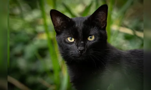 Cemsa reforça cuidados e impede adoções nesta sexta-feira 13; entenda